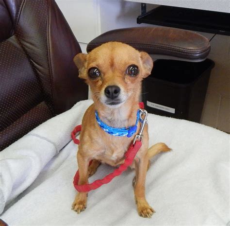Mesquite Animal Shelter .
